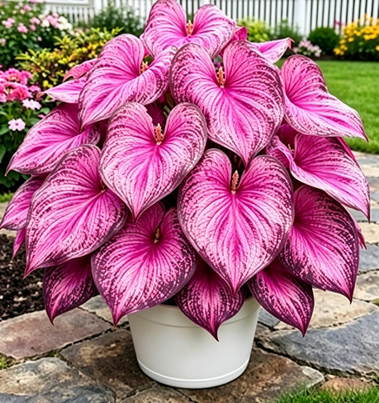 Caladium Seeds, Elephant Ear, 500+ Perennial Plant Seeds, Stunning Colorful Heart-Shaped Leaves - Fast Growing, for Pots, Planters, Gardens & Landscaping (Purple)