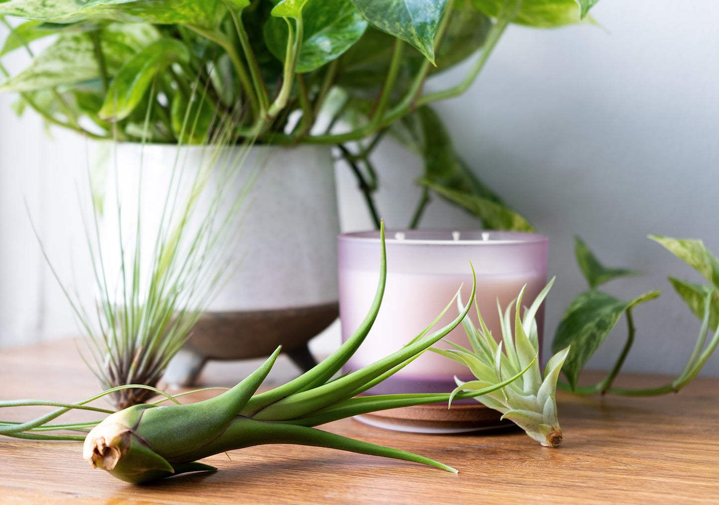 Air Plant Low Light House Plants Box (5PK) Tillandsia Air Plants Live Houseplants Live Indoor Plants Live Succulents Plants Live Terrarium Plants Live, Air Plant Holder Airplant Kit by Plants for Pets