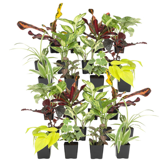 Easy to Grow Houseplants (24 Pack) Live House Plants in Plant Containers, Growers Choice Plant Set in Planters with Potting Soil Mix, Home Décor Planting Kit or Outdoor Garden Gifts by Plants for Pets
