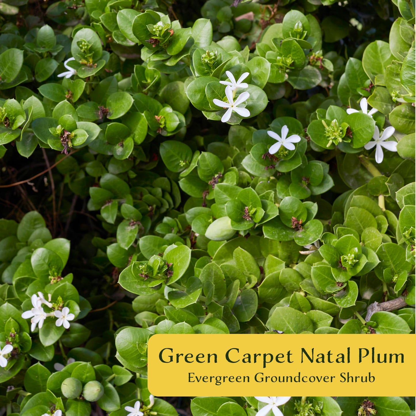 6 Green Carpet Natal Plum in 3.5" Nursery Cubes | Carissa ‘Green Carpet’ | Low-Growing Evergreen Groundcover for Landscapes, Slopes & Borders | Live Starter Plants