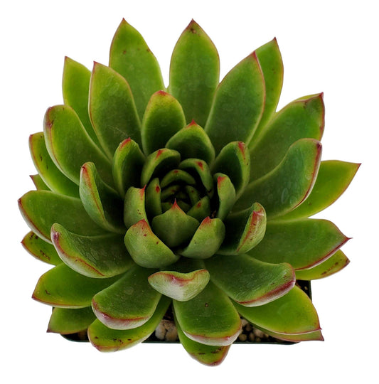 Echeveria Agavoides - Striking Lipstick Succulent with Red Edges - Drought-Tolerant and Low Maintenance Indoor/Outdoor Plant