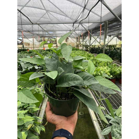 Pothos 'Cebu Blue' | Live Plant for Indoor & Outdoor | for Living Room, Office, Bathroom | (6" Pot)