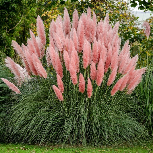 Live Plant - (1) - Pink Pampas Grass - Starter Plants (Me) (1 Plant)