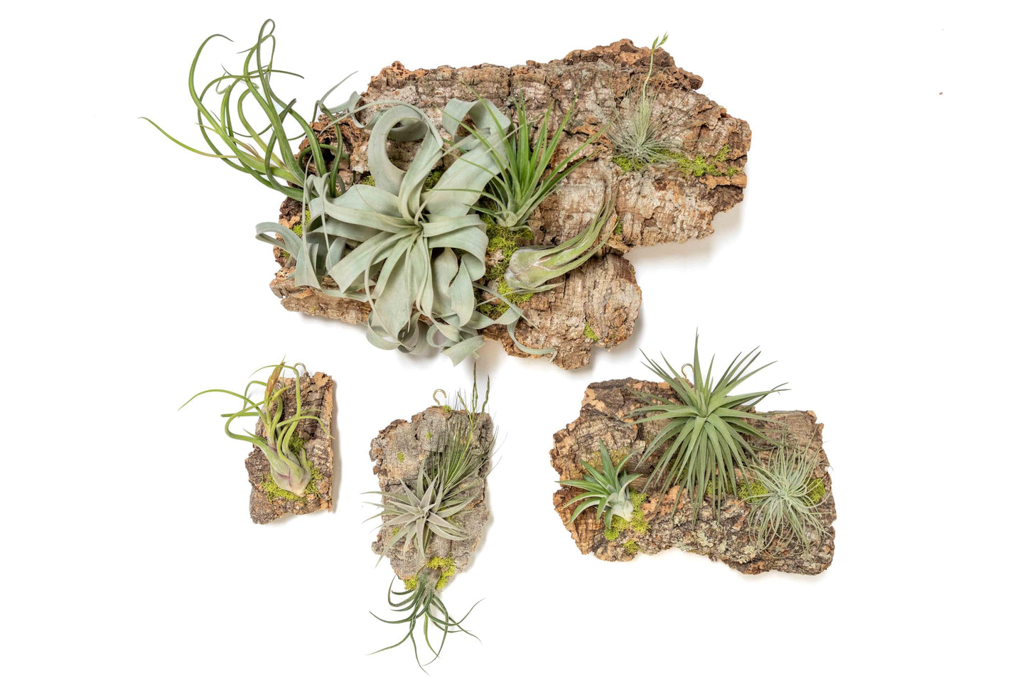 Air Plant Shop Fully Assembled Air Plant Cork Bark Displays - Wholesale and Bulk - Succulents - Live Tillandsia - Easy Care Indoor and Outdoor House Plants (Small)