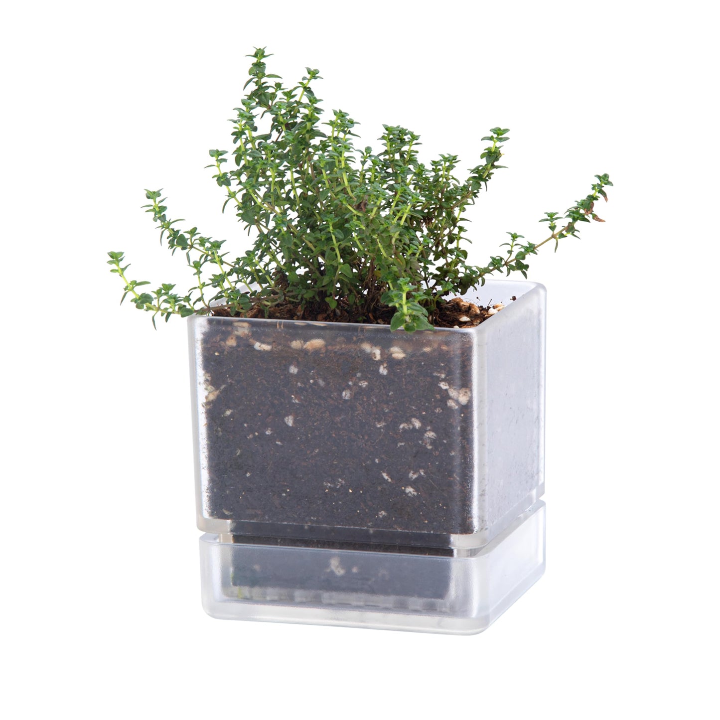 D'vine Dev 4 Inch Herb Planter Pot, Acrylic Planter with Drainage Holes and Saucer, Modern Decorative Gardening Pot for Indoor Plants, Herbs, Succulents, Clear, Set of 1, 76-Y-D-1