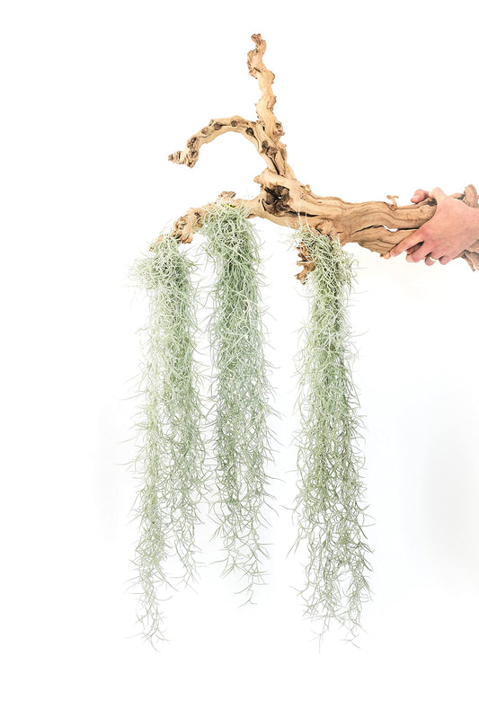 3 Pack Thick Colombian Spanish Moss Live Strands with Wire Hook - Tillandsia Usneiodes - Live Tillandsia Succulent House Plants - Home and Garden Decor - Easy Care Indoor and Outdoor Plants