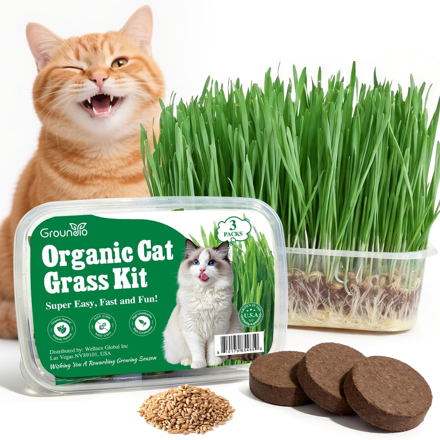 Groundio Cat Grass Seeds, All in 1 Cat Grass Growing Kit for Indoor Cats, Organic Wheat & Oat Seed with 98% High Germination Rate, Heirloom | Non-GMO | Coco Coir | BPA Free Container