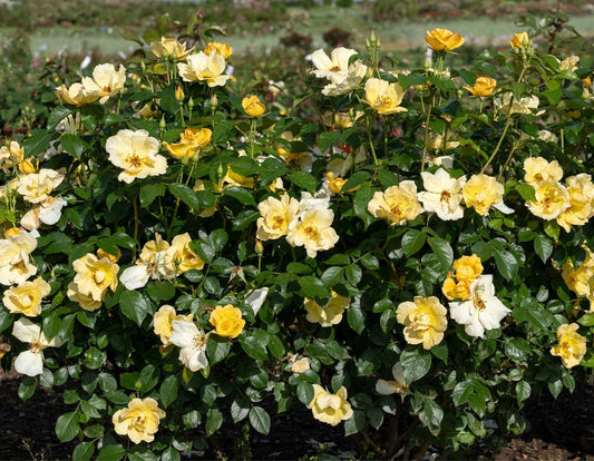 Live Plant - Easy Bee-Zy Knock Out Rose - Live Plant - (1 Qt)
