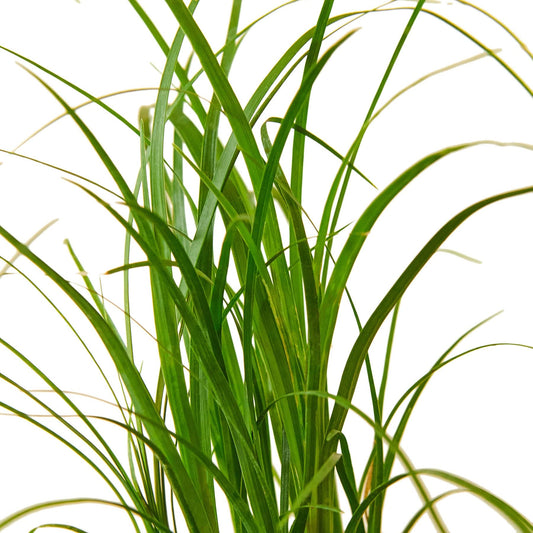 House Plant Shop | Ponytail Palm - 3" Pot | Live Indoor Plant | Free Care Guide