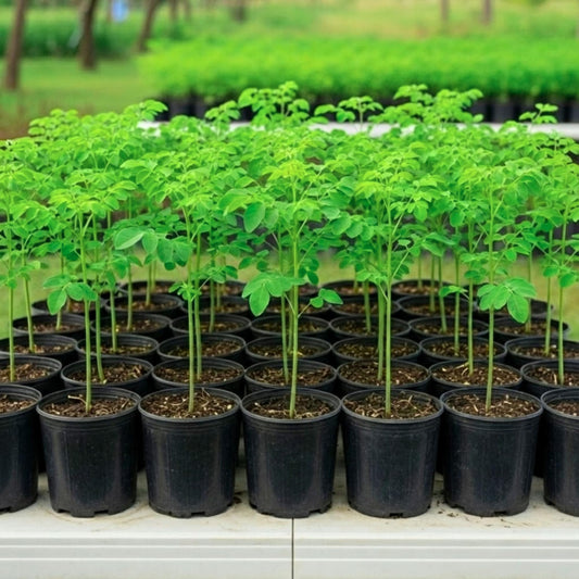 Moringa Oleifera Live Trees Plants in One Pot, 6-10" Tall, Drumstick Horseradish Malunggay Trees Herb, Zones 9-11, 8 Months Old Seedling Tree