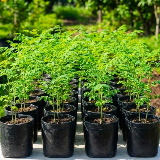Sets 2 Live Malunggay Moringa Plants in One Pot for Planting, Oleifera Drumstick Horseradish Plants Live, 6 to 8 Inc Tall, Well-Rooted