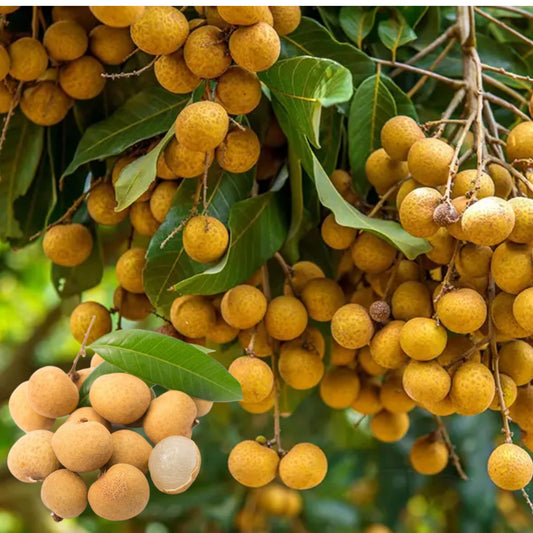 Kohala Longan Tree Live for Planting, Sweet Longan Fruit Plant for Outdoor Garden 2 to 3 Feet Tall 3 Gal Pot - No Ship CA