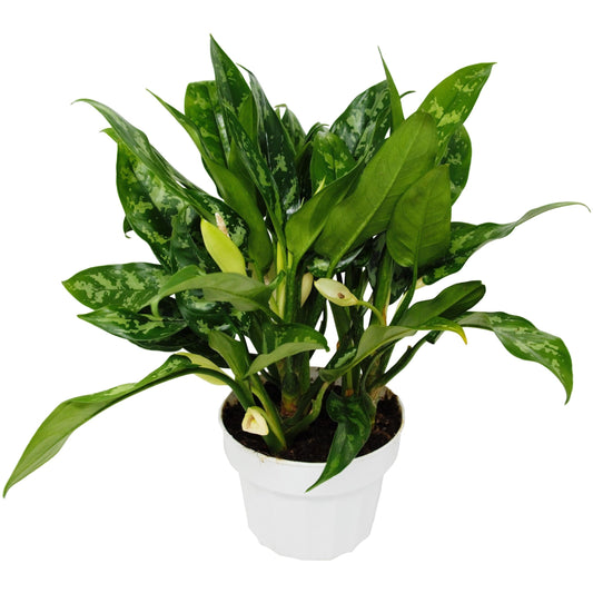 Chinese Evergreen 'Maria' | Live Plant for Indoor & Outdoor | for Living Room, Office, Bathroom | (6" Pot)
