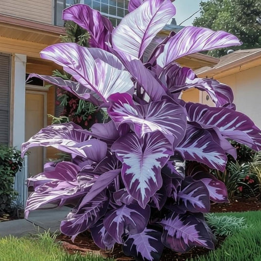 OJHJXUG Instant Gratification Garden-Alocasia Elephant Ear-Compact Size, Colorful Foliage- Shine Purple-Fast Growing (8)