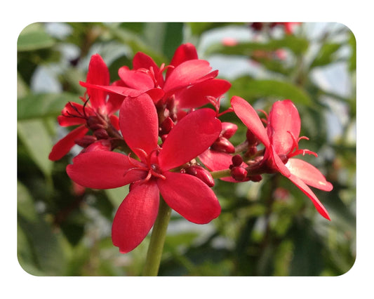 Dwarf Jatropha integerrima - Peregrina - Live Tree Plant - Compact Form - Red Flower - Emerald Goddess Gardens - Starter Sz 4 Inch Pot