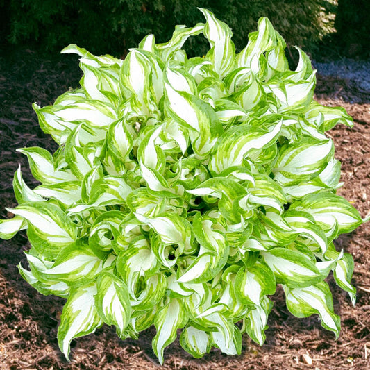 GARDENS ALIVE - Kiwi Spearmint Hosta Dormant Bare Root Perennial Starter Plant Roots, 3 Plants per Offer