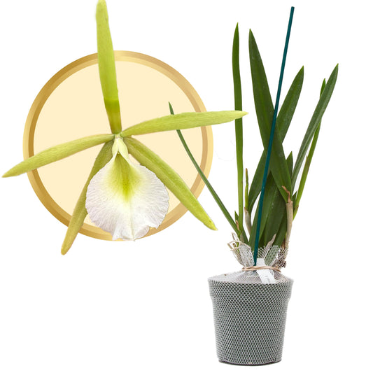 Better-Gro Easy-Growing Brassavola Hybrid, Procatavola Key Lime Stars, 4" Live Plant, Blooms in 6-12 Months with Proper Care, White and Green Star-Shaped Bloom, Fragrant, Selected by Master Growers