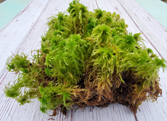 Tin Roof Treasure Super Sphagnum Moss 6"x9" Bag for Terrariums Orchids Reptiles Carnivorous Plants