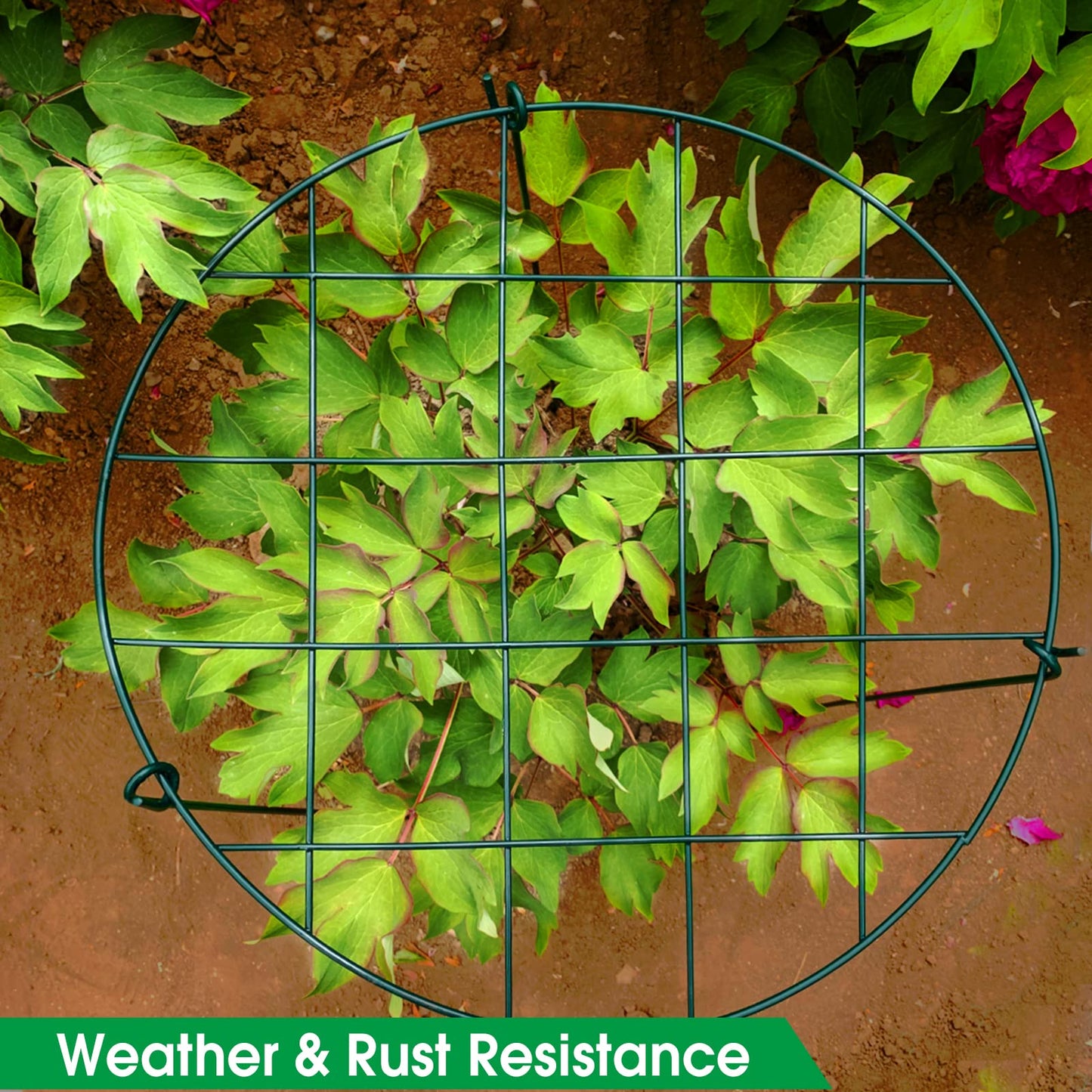 Sekcen 6 Pack 16 x 24 Inch Peony Support Cage Grow Through Plant Supports for Outdoor Plants Peony Ring Hoop Grow Through Grid Stakes