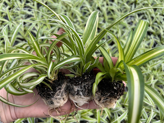 Spider Plant Variety Pack - 3 Variegated Spider Plants Live House Plants - Ocean, Hawaiian, Bonnie Curly - Perfect for Home Garden & Office Decor - Ideal for Indoor Air Quality & Easy to Care
