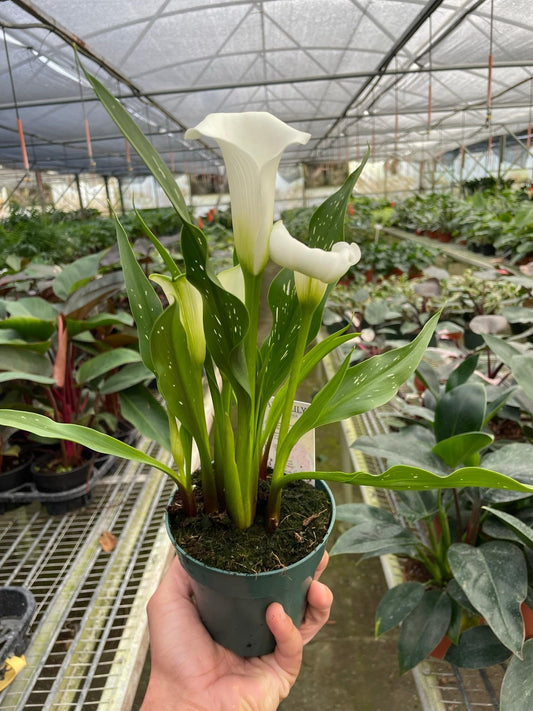 Calla Lily | Live Plant for Indoor & Outdoor | for Living Room, Office, Bathroom | (6" Pot)