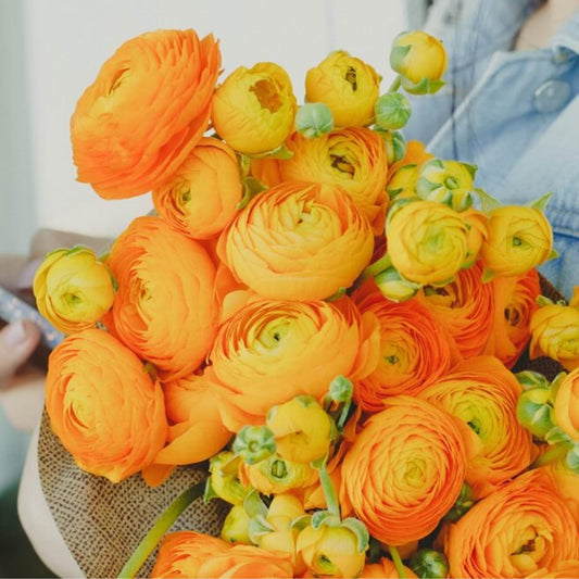 Ranunculus Bulbs Orange Mix (20 Bulbs) - Orange Shades Mix Ranunculus Bulb Corms - Large Bulbs, 8+ cm