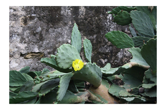 Opuntia matudae Xoconostle Prickly Pear Cactus 20 Seeds Yellow Flowers Green - Pink Fruit Drought Tolerant Ornamental Cactus Succulent