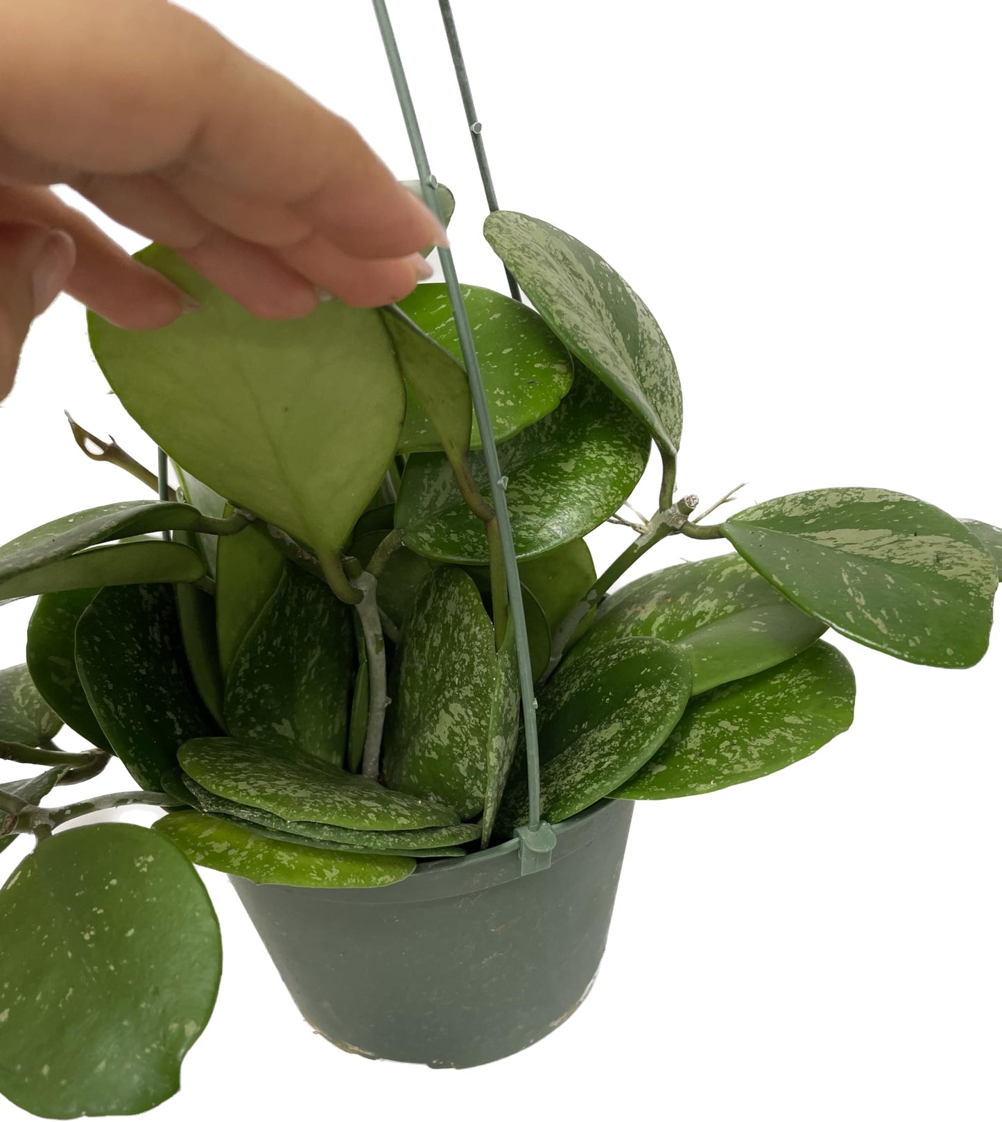 Hoya Obovata Spalsh Available in 2" Pot, 4" Pot, and 6" Hanging Pot Hoya Live Plants Live Houseplants California Seller (One Small Plant, 4" Pot)