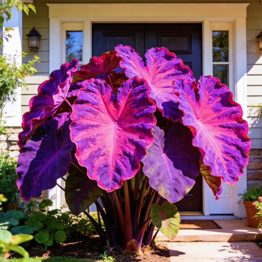 FEWSDVBX Elephant Ear for Planting Garden - Elephant Ear Mixed Varieties,Colorful Foliage, for Outdoor Garden Landscapes (6)