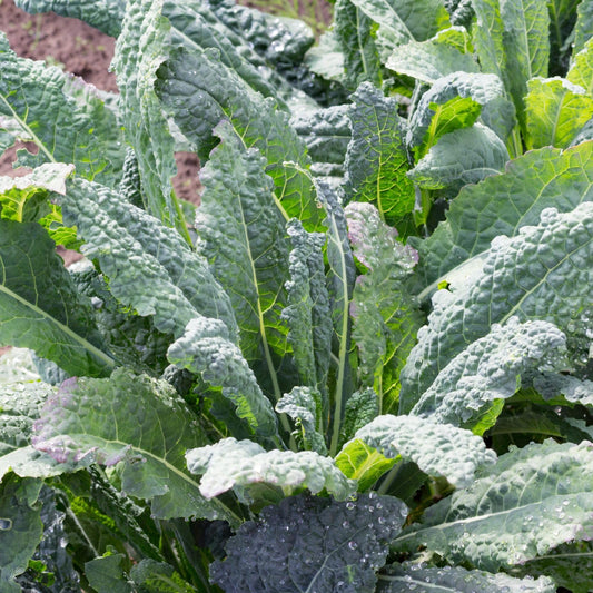 Clovers Garden Dinosaur Kale Plants - Two (2) Live Plants – Non-GMO - Not Seeds - Each 4" to 8" Tall – in 4" Inch Pots - Heirloom, Frost Tolerant
