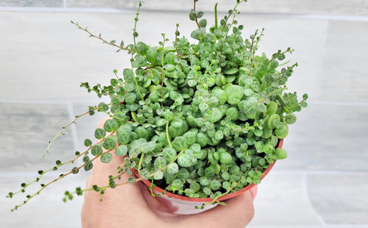 String of Turtles Peperomia Prostrata Plants Live Houseplants, Rare Indoor Plants, Fully Rooted Live Indoor Plants in 4-Inch Pot by 3exoticgreen