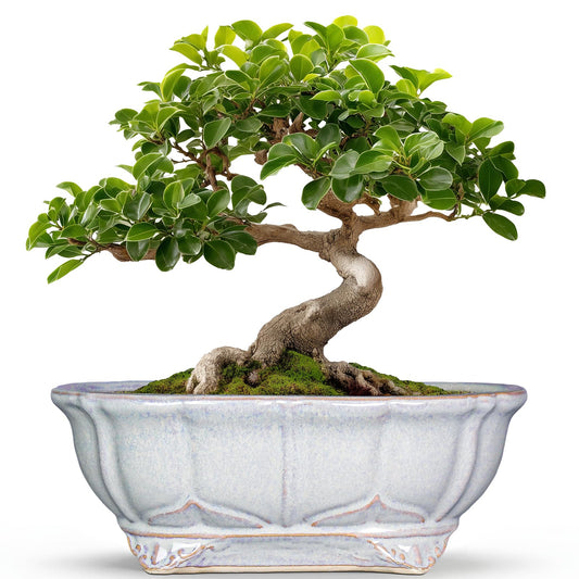 Teagas 11 Inch Bonsai Pots - Ceramic Bonsai Planters for Indoor Outdoor Plants, Succulent Pots with Drainage Hole, Shallow Planter, Decorative Flower Pot, Home Decor, House Warming Gifts, Oval Grey