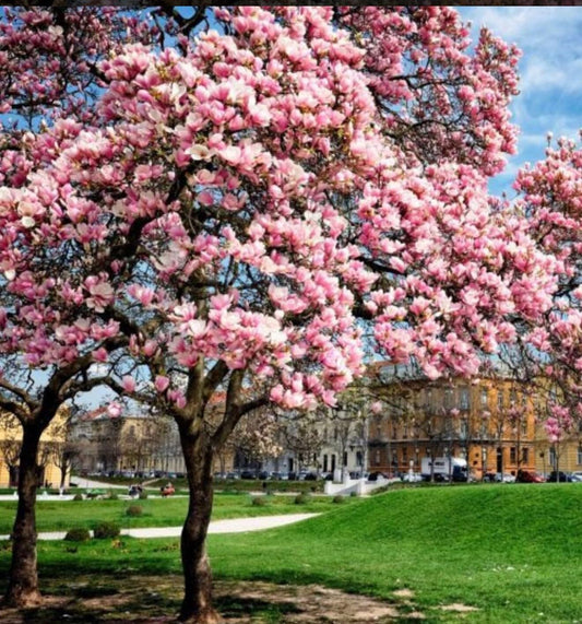 Live Plant - Magnolia Hybrid Tree-18-28 Inches TallHardy in Zones 4-9