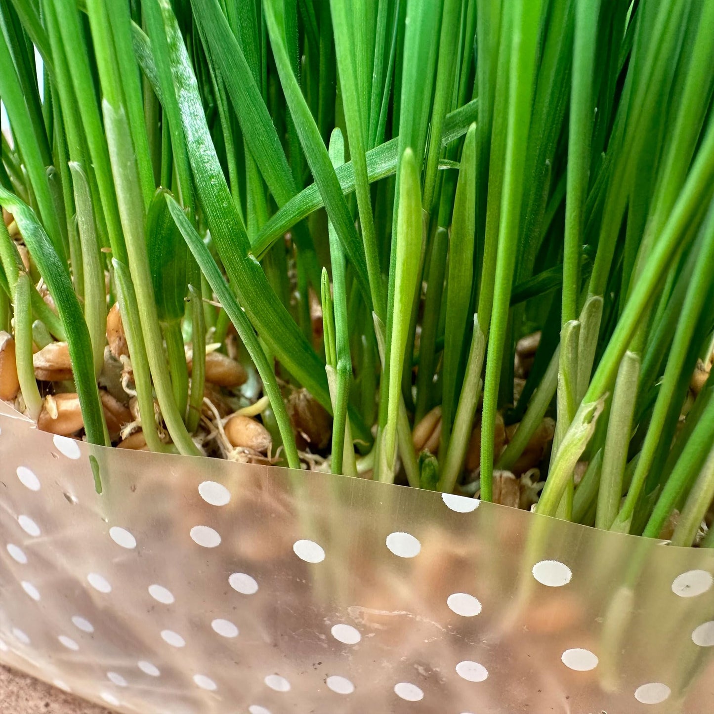 Organic Cat Grass Kit 3 Pack - Polkadot Grow Bags for Indoor Cats | Non GMO Mixed Heirloom Seeds | Wheatgrass - Oat Grass - Barley Grass Blend