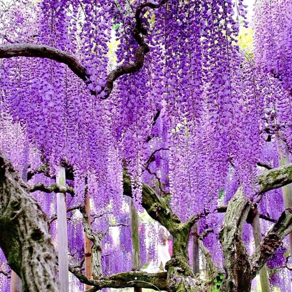 Purple Wisteria Vine Live Plant, 6-12" Tall in 2.5 Inch Pot, Hardy Climbing Flowering Plant for Garden or Patio,Wisteria Tree