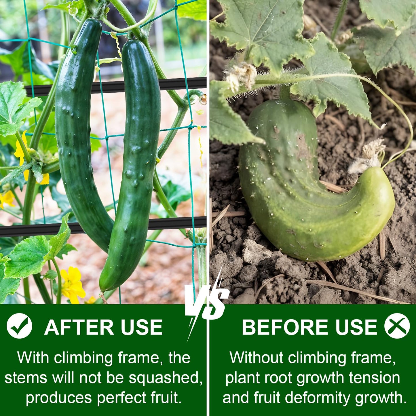 64 x 64 Inch Garden Cucumber Trellis Vegetable Arch Trellis Green Bean Pea Grape Tomato Squash Trellises for Raised Bed Climbing Plants Outdoor