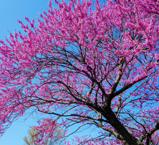Live Plant - Eastern Redbud Tree - 18-24" Tall Seedling - Live Plant - Cercis candensis