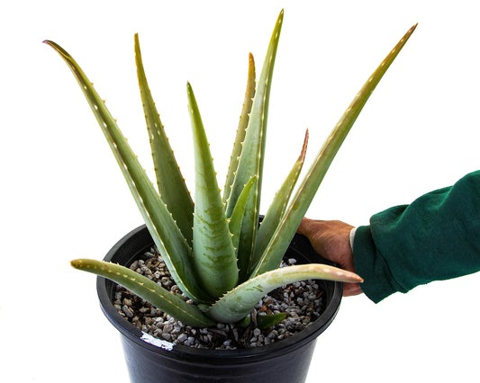 Cactus Outlet Aloe Vera Plant - Live Indoor & Outdoor Plant - Healthy Aloe House Plant - Barbadensis - Landscape Ready Live Plant Delivered Right to Your Door - Aloe Vera Plant Live Ready to Plant