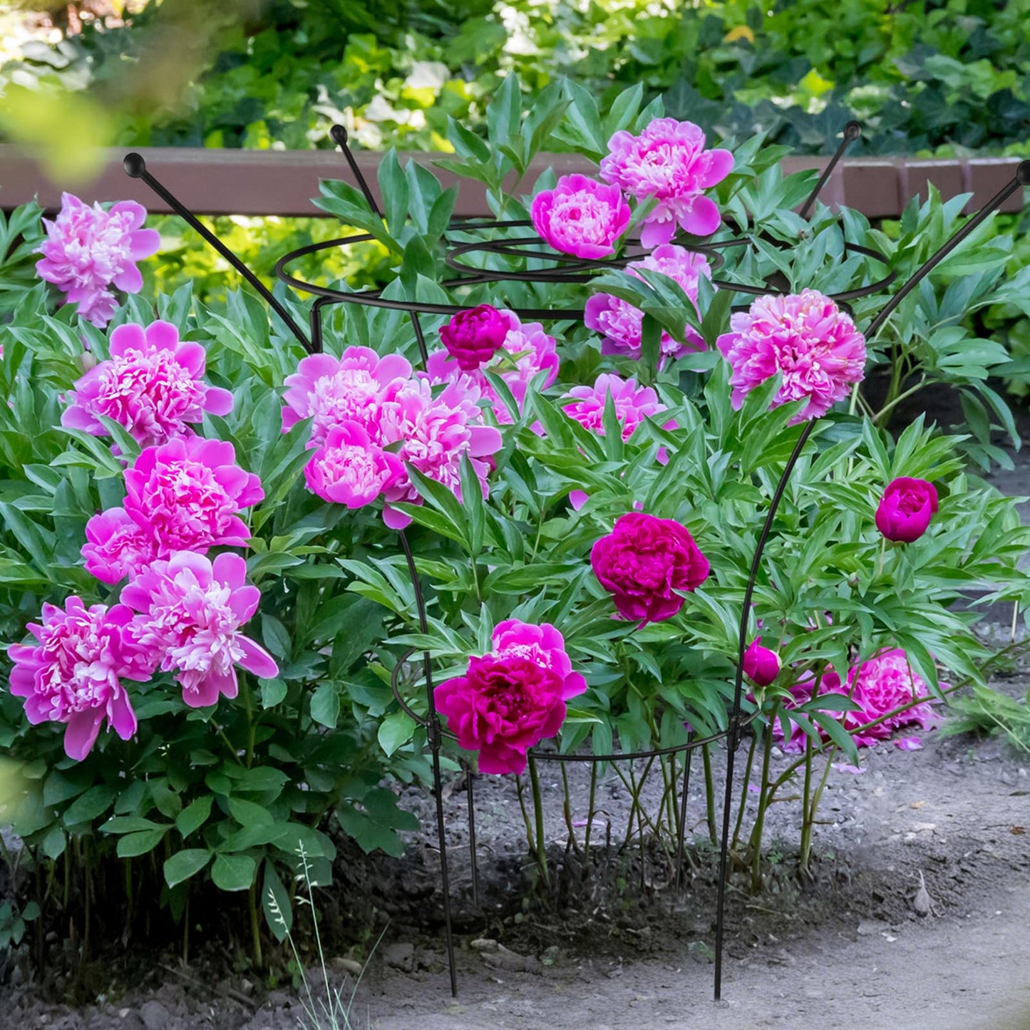 HEYTIMI 1 Pack Large Peony Cages and Supports, 38" H x 19" D Tall Heavy Duty 5mm Black Metal Garden Stakes for Outdoor & Indoor Plants, Sturdy Rust-Resistant Frame for Peonies Roses Flowers
