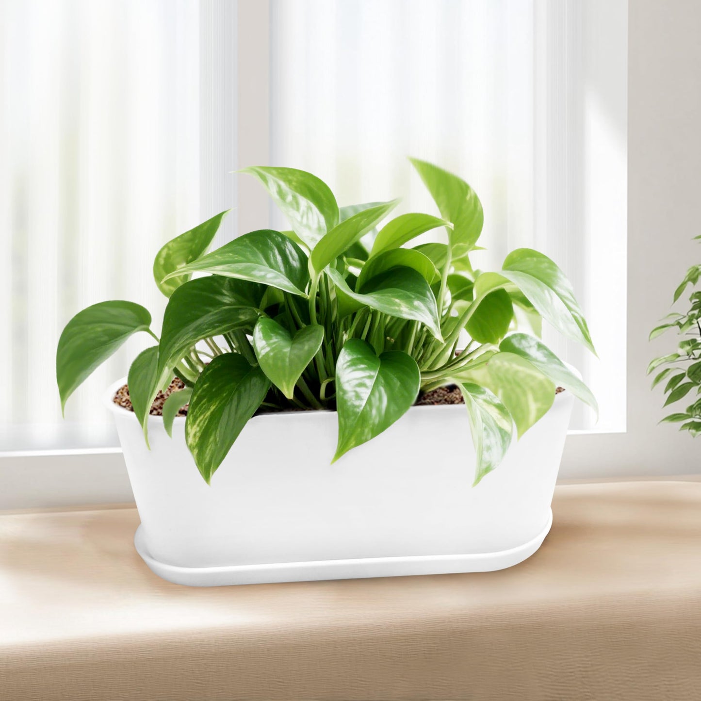 Torfican 5 Set Window Herb Planter Box Rectangular,8.5x3.5 Inch White Plastic Planters with Multiple Drainage Holes and Trays,Indoor Succulent Cactus Mint Flower Pot for Windowsill,Garden Balcony