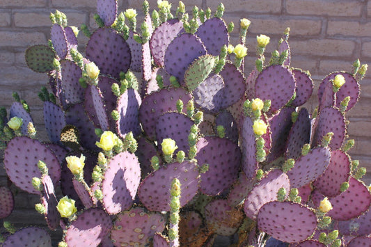3 Cuttings Purple Prickly Pear Cactus Opuntia Violacea 6"-8" Pads