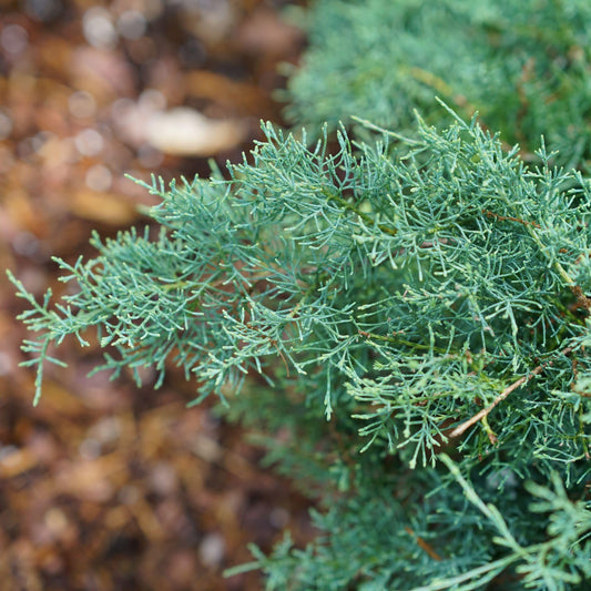 Proven Winners Montana Moss Juniper (Juniperus chinensis) Live Plant, 4.5" Qt
