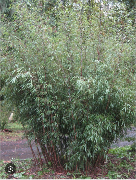 Live Plant - Scabrida Bamboo-fargesia-Rooted Plant-Clumping Non-Invasive-Cold Hardy-18-24”