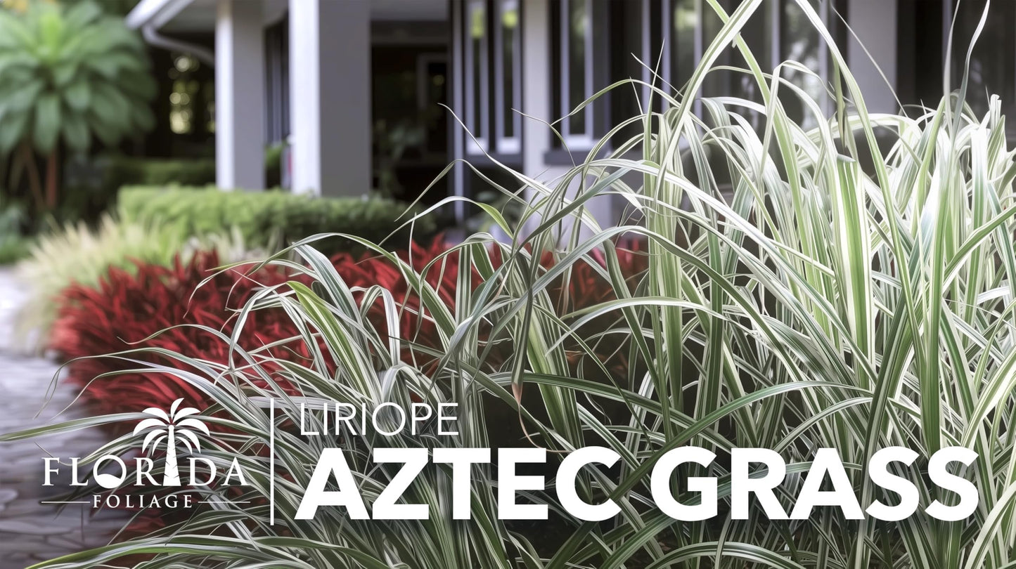 Aztec Grass | 20 Live Bare Root Pips | Liriope Muscari ‘Aztec Grass’ | Variegated Liriope | Ornamental Grass for Borders | Low Maintenance Ground Cover Plants
