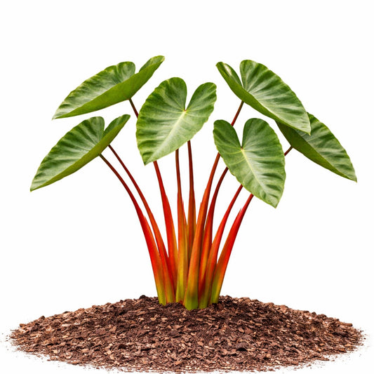 Easy to Grow Colocasia Royal Hawaiian Punch 1 Plant Bulb (Elephant Ear) - Large Green Leaves Grow on Red Stems in Summer in Partial Sun
