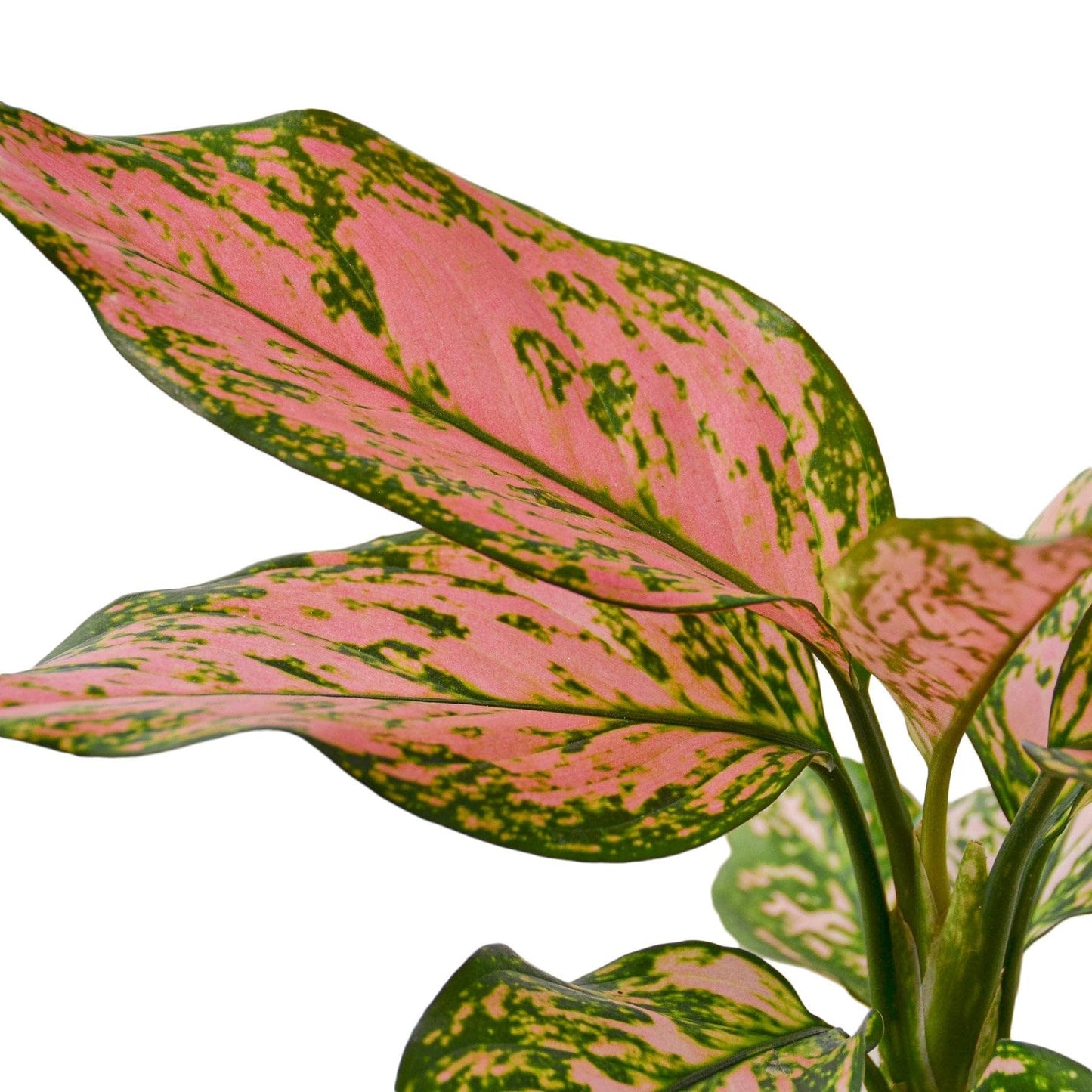 3 Pack Chinese Evergreen 'Lady Valentine' in 4in Pot - Live Plants Tropical Houseplants | Variegated | USA Growers | The Snobby Leaf