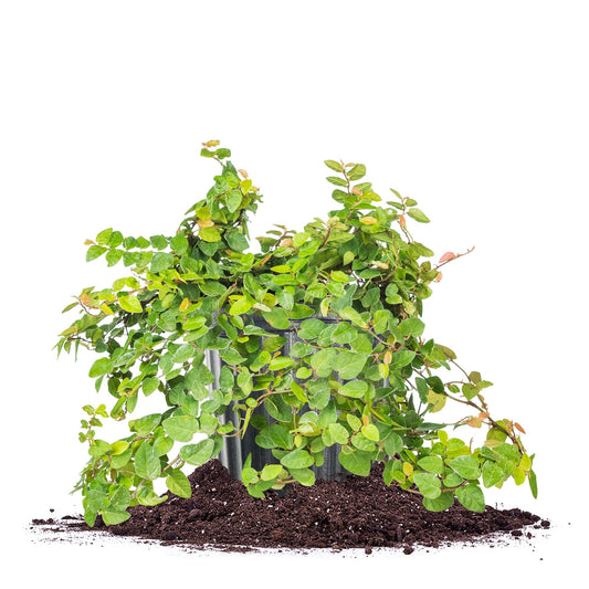 Perfect Plants Creeping Fig 1 Gallon | Live Shrub for Landscaping | Evergreen Vine Grows on Walls, Arbors, or Trellis