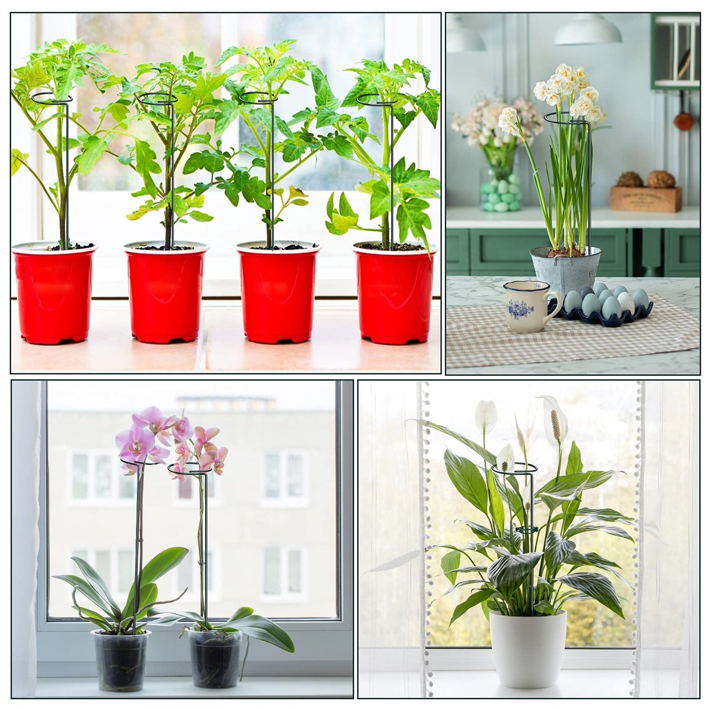 TUXBAWAY 16 Inch Plant Support Stakes (Pack of 7), Garden Single Stem Amaryllis Flower Stake, Metal Plant Cage Support Rings Plants Support Sticks with 10 PCS Plant Clips