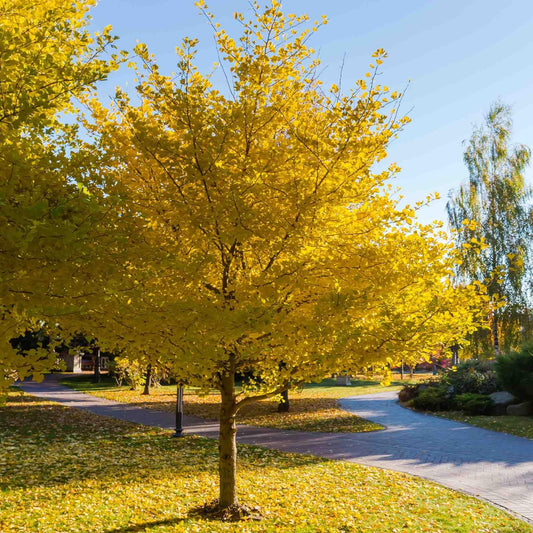 Live Ginkgo Tree in Quart Pot, Hardy Ornamental Tree with Golden Fall Foliage, Outdoor Growing, Dormant in Winter
