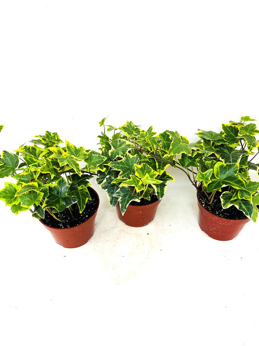 JM BAMBOO Gold Child English Ivy -3 Pack 3'' pots -Groundcover House Plant